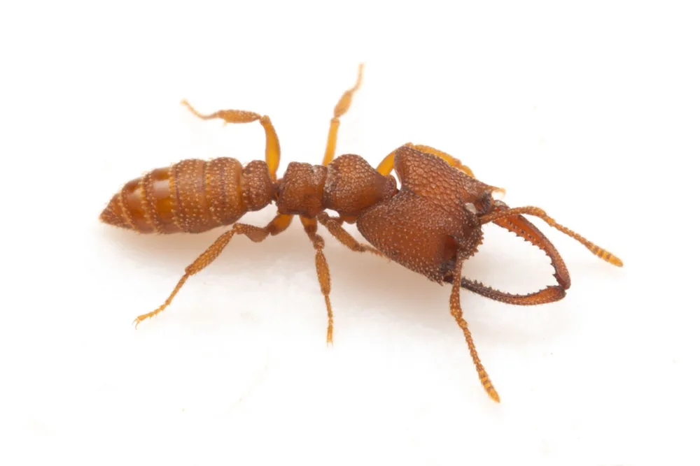 Mystrium camillae